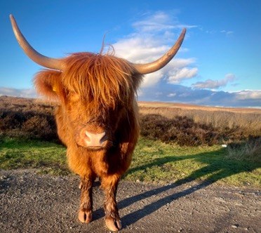 Scottish Highland cow