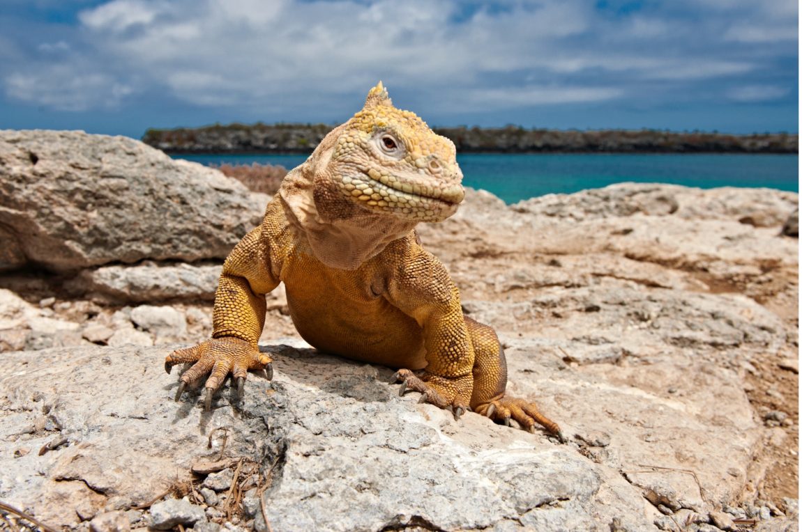 An igunana sunbaking on a rock